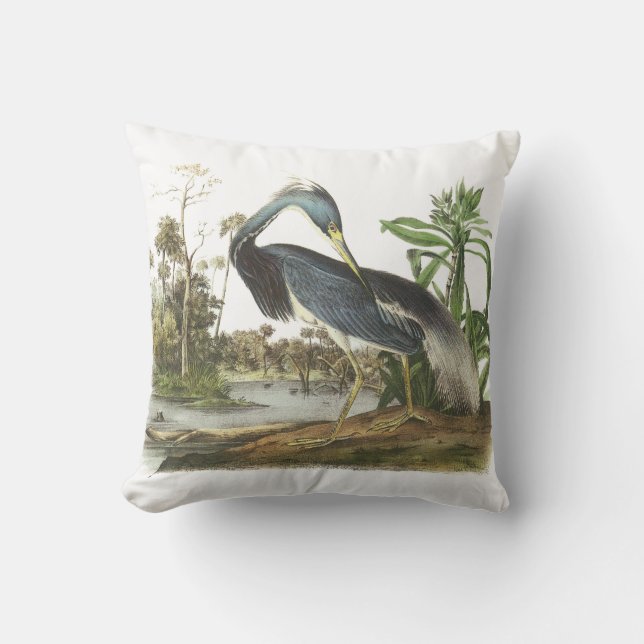 Tricolored Heron vid Audubon Kudde (Framsida)