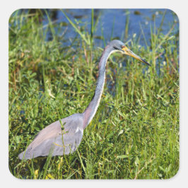 Tricolored Heron Wading In The Marsh Fyrkantigt Klistermärke