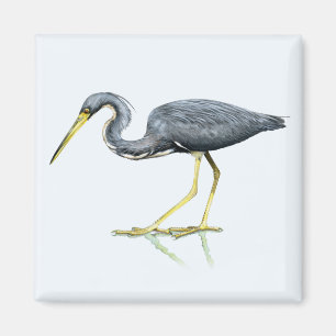 Tricolored Heronmagnet Magnet