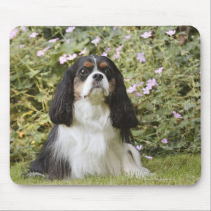 Tricolour stolt Spaniel för kung Charles på grä Musmatta