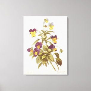 Tricolour Viola Canvastryck