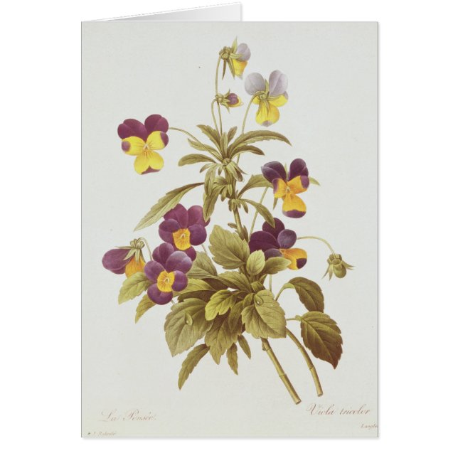 Tricolour Viola Hälsningskort (Framsidan)