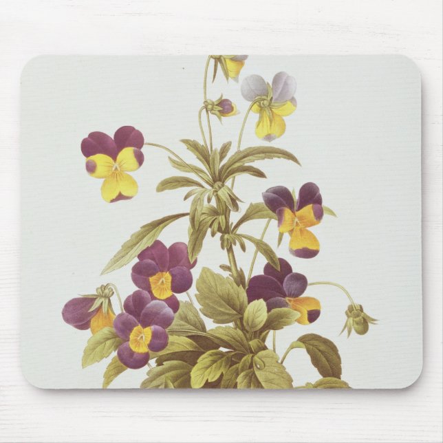 Tricolour Viola Musmatta (Framsidan)
