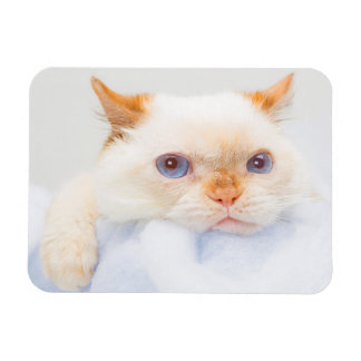 Trident the Cat Magnet 03