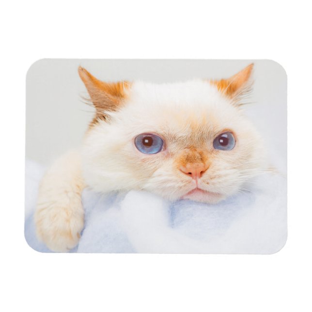 Trident the Cat Magnet 03 (Horisontell)