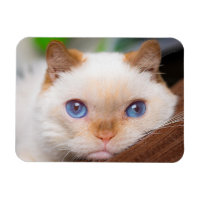 Trident the Cat Magnet 04
