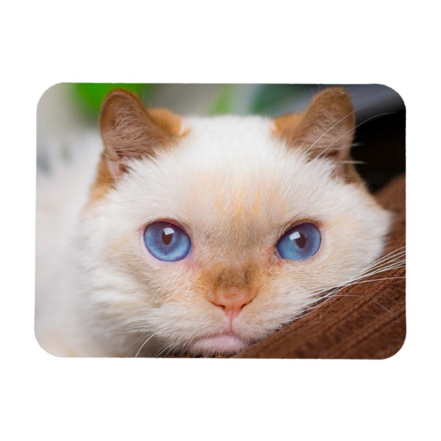 Trident the Cat Magnet 04 (Horisontell)