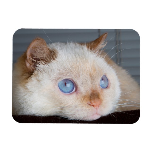 Trident the Cat Magnet 06 (Horisontell)