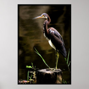 Trifärgade öron Poster -40 x 60 - andra storlekar