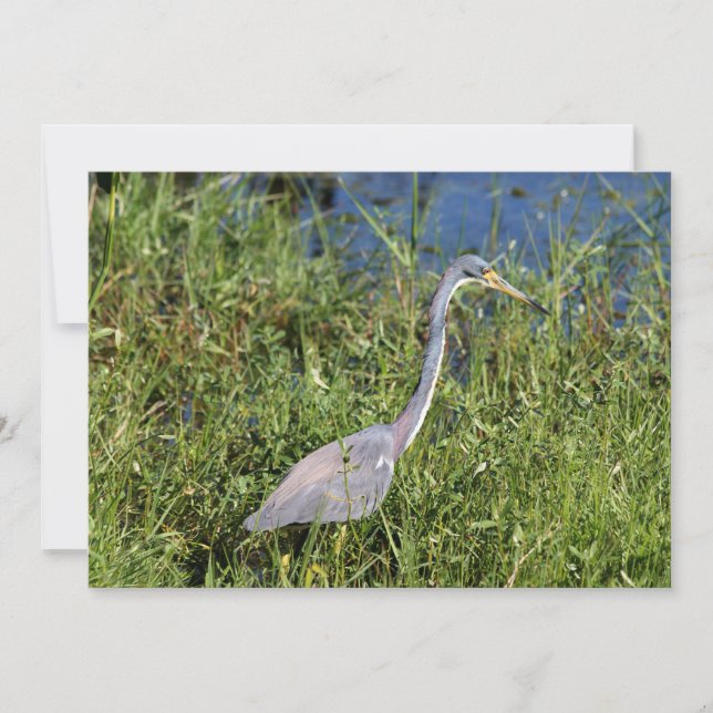 Trifärgat Heron Anteckningskort (Framsida)
