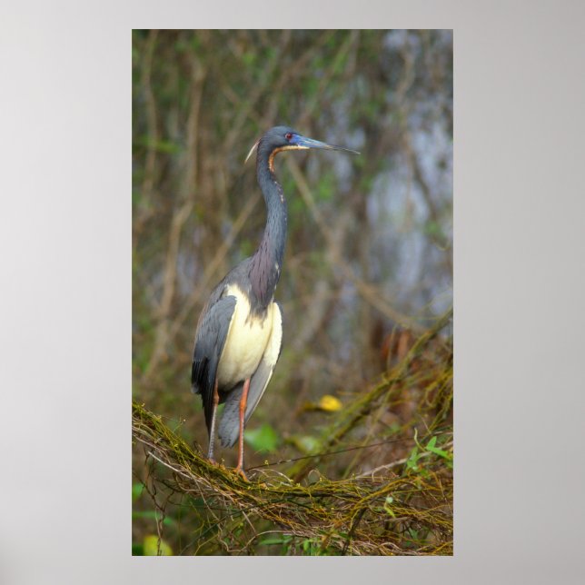 Trifärgat Heron i Everglades Poster (Framsidan)