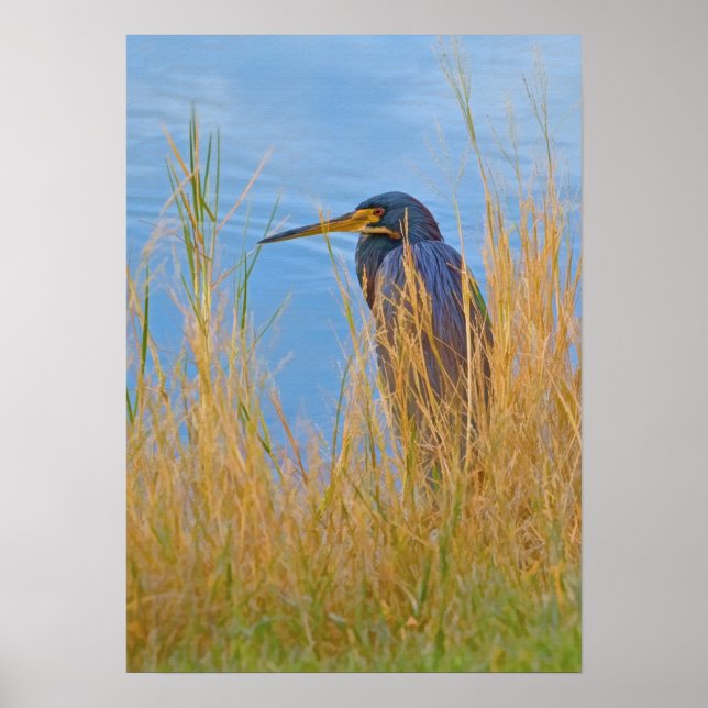 Trifärgat Heron vid Sjö Poster (Framsidan)