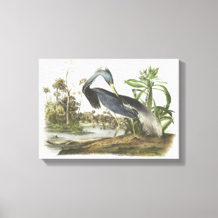 Trifärgat öron av Audubon Canvastryck