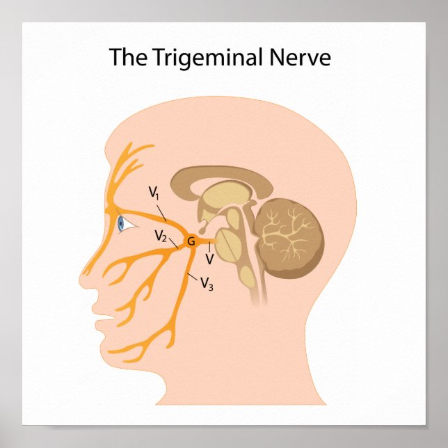 Trigeminal nerve Poster (Framsidan)