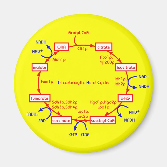trikarboxylsyracykel magnet (Framsidan)