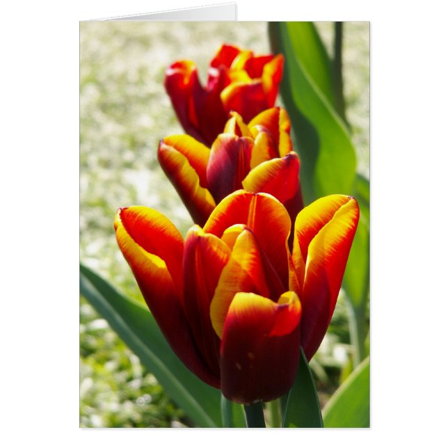 Trillingar OBS Kort (Framsidan)