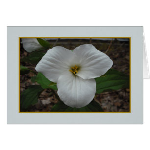 Trillium Beauty - Blank Inside Hälsningskort