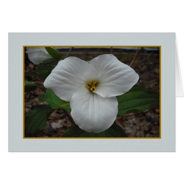 Trillium Beauty - Blank Inside Hälsningskort (Framsidan Horizontal)