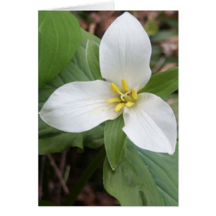 Trillium-Blommar Hälsningskort