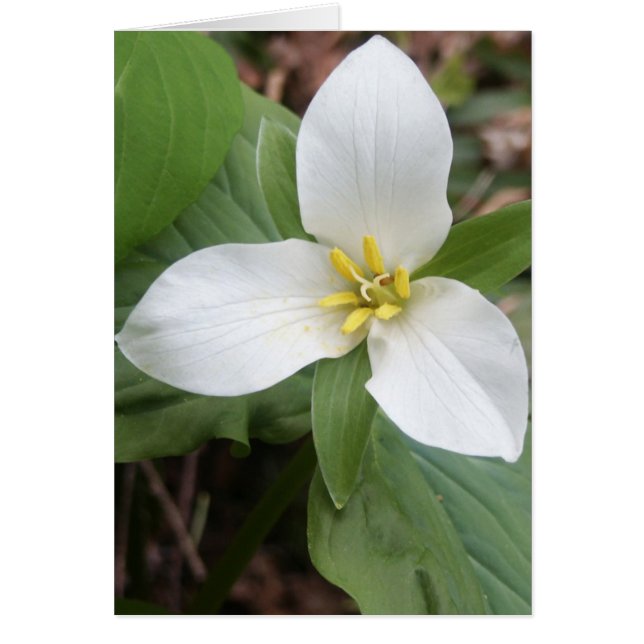 Trillium-Blommar Hälsningskort (Framsidan)