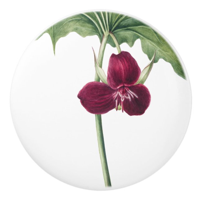 Trillium Botanisk  Knopp (Framsidan)