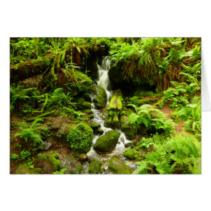 Trillium Falls i Redwood National Park Hälsningskort