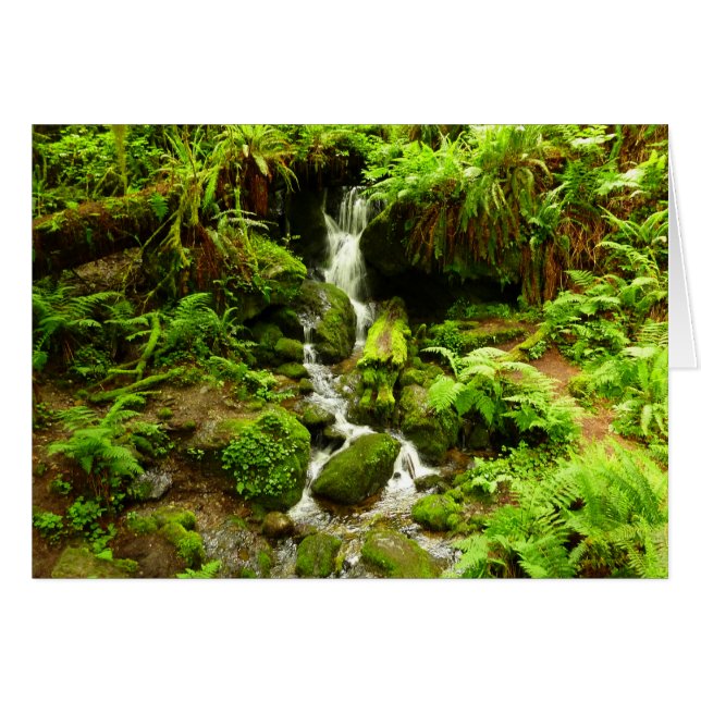 Trillium Falls i Redwood National Park Hälsningskort (Framsidan Horizontal)