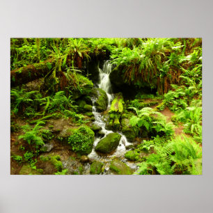 Trillium Falls i Redwood National Park Poster