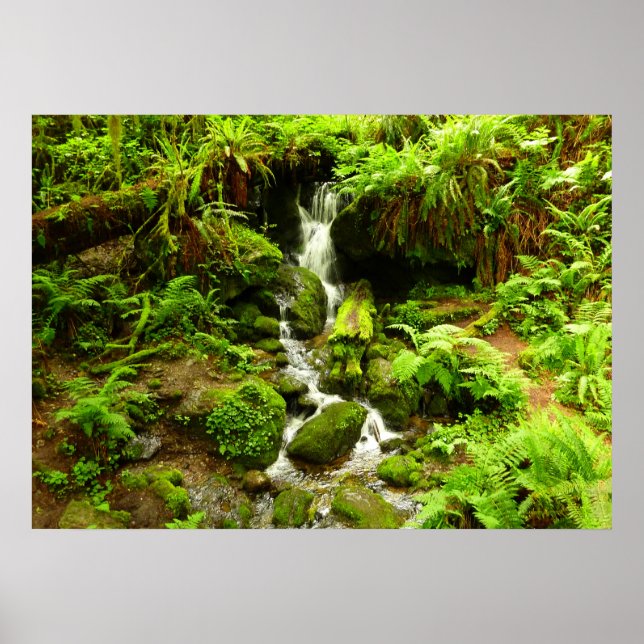 Trillium Falls i Redwood National Park Poster (Framsidan)
