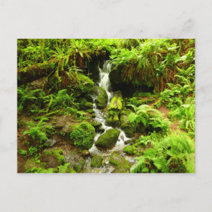 Trillium Falls i Redwood National Park Vykort