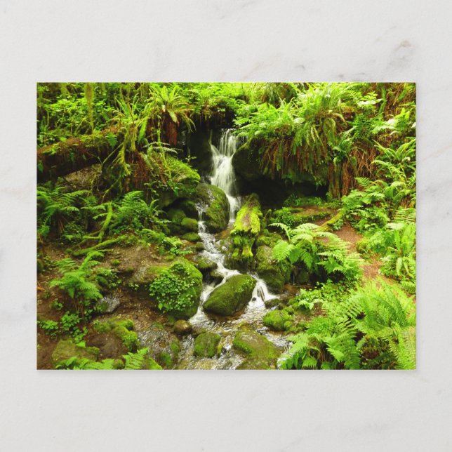 Trillium Falls i Redwood National Park Vykort (Framsida)