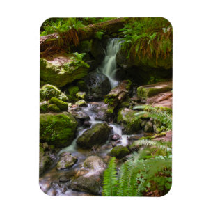Trillium Falls Redwood National Park Kalifornien Magnet