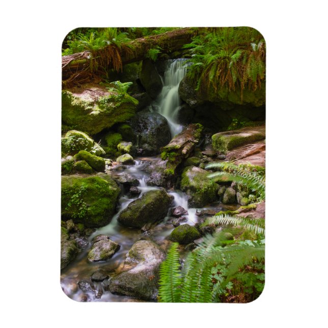 Trillium Falls Redwood National Park Kalifornien Magnet (Vertikal)