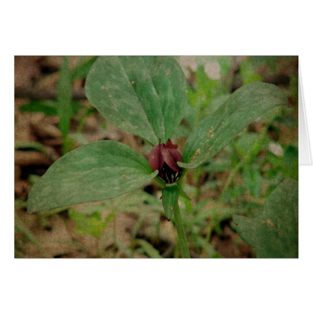 Trillium Flower Hälsningskort (Framsidan Horizontal)