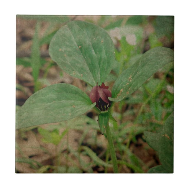 Trillium Flower Kakelplatta (Framsidan)