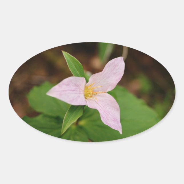 Trillium Flower Ovalt Klistermärke (Framsida)