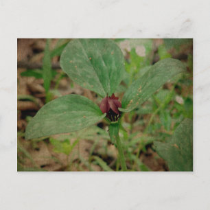 Trillium Flower Vykort