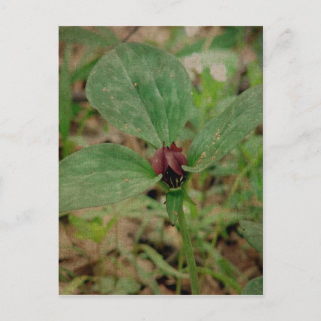 Trillium Flower Vykort (Framsida)