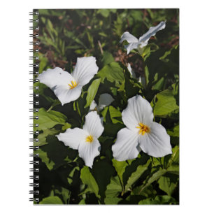 Trillium grandiflorum, Michigans övre Peninsula Anteckningsbok