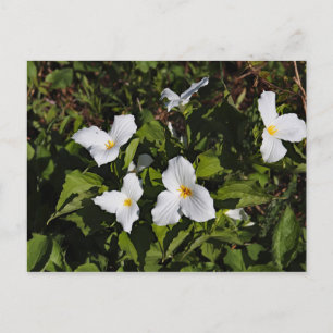 Trillium grandiflorum, Michigans övre Peninsula Vykort