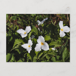 Trillium grandiflorum, Michigans övre Peninsula Vykort