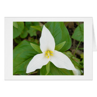 Trillium Hälsningskort