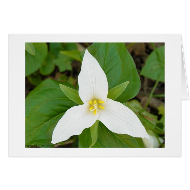 Trillium Hälsningskort (Framsidan Horizontal)