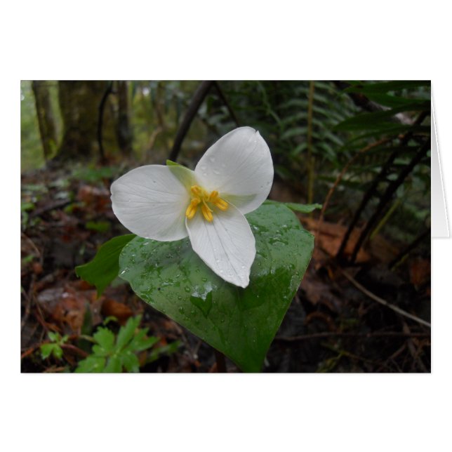 Trillium Hälsningskort (Framsidan Horizontal)