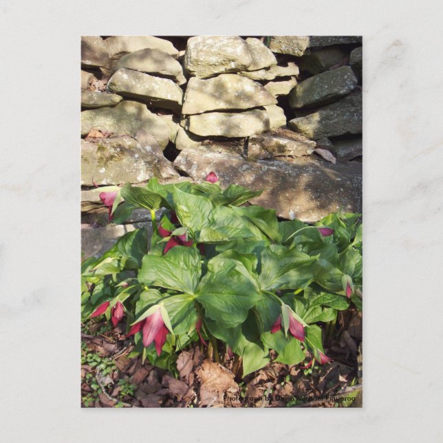 Trillium in Springtime Vykort (Framsida)