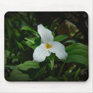 Trillium Musmatta