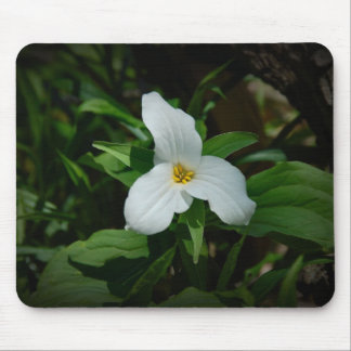 Trillium Musmatta