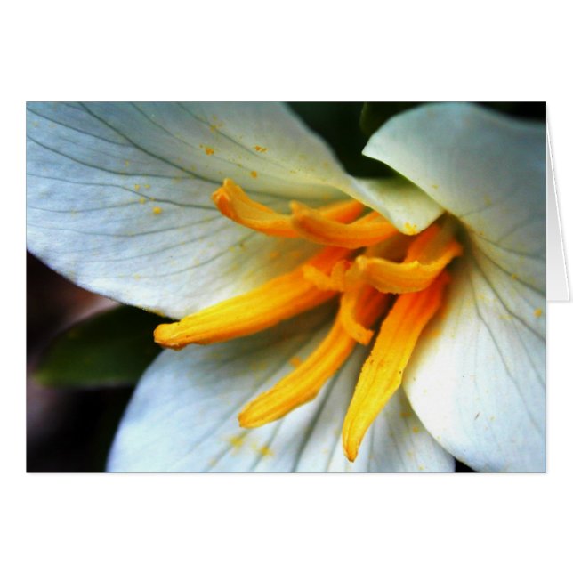 Trillium OBS Kort (Framsidan Horizontal)