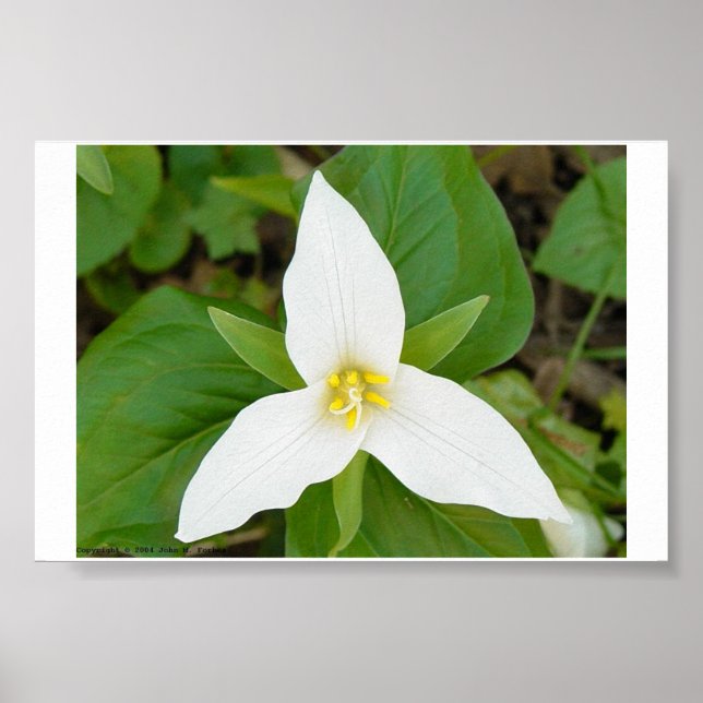 Trillium Poster (Framsidan)