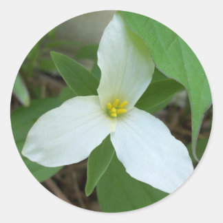 Trillium Sticker Runt Klistermärke